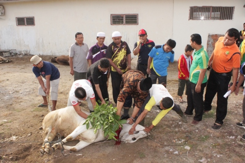 Penyembelihan Hewan Qurban Pererat Silaturrahmi Asn Kemenag Datar