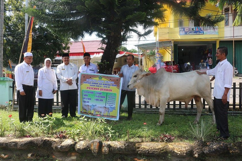 Asn Kemenag Agam Distribusikan Dua Ekor Hewan Qurban Kementerian