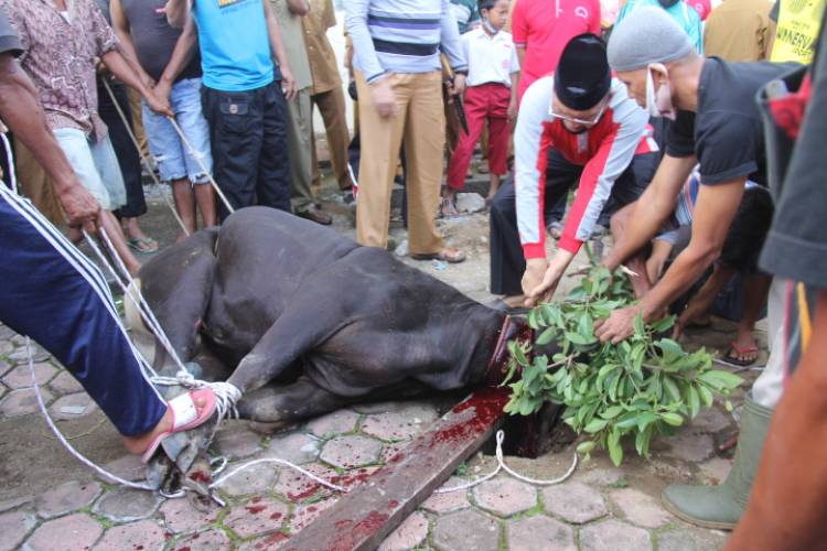 Meningkat Tajam, Jumlah Sapi Kurban di Kanwil Kemenag Sumbar 28 Ekor